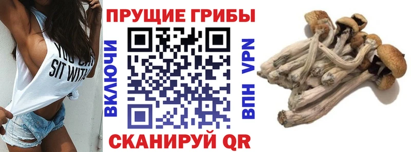 Галлюциногенные грибы GOLDEN TEACHER  что такое наркотик  Буйнакск 