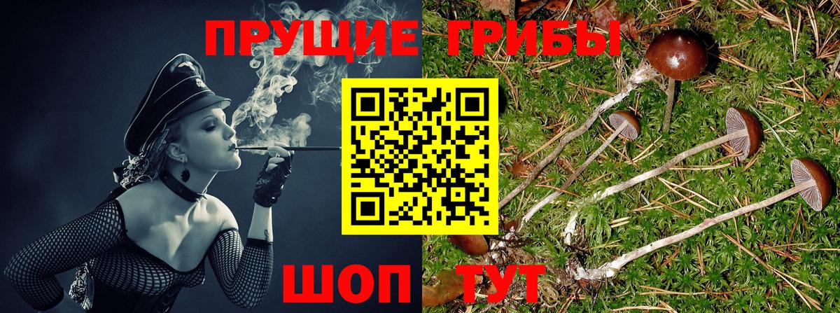 Псилоцибиновые грибы Cubensis  Вход с VPN  Псилоцибиновые грибы Magic Shrooms  Буйнакск 