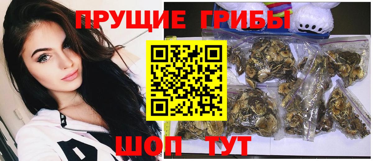 Псилоцибиновые грибы Psilocybine cubensis Буйнакск